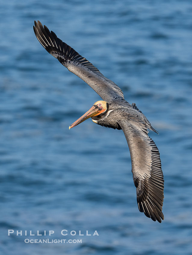 Brown pelican in flight. Adult winter breeding plumage. Brown pelicans were formerly an endangered species. In 1972, the United States Environmental Protection Agency banned the use of DDT in part to protect bird species like the brown pelican . Since that time, populations of pelicans have recovered and expanded. The recovery has been so successful that brown pelicans were taken off the endangered species list in 2009. La Jolla, California, USA, Pelecanus occidentalis, Pelecanus occidentalis californicus, natural history stock photograph, photo id 40015