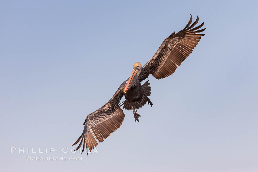 Brown pelican in flight.  The wingspan of the brown pelican is over 7 feet wide. The California race of the brown pelican holds endangered species status.  In winter months, breeding adults assume a dramatic plumage. La Jolla, USA, Pelecanus occidentalis, Pelecanus occidentalis californicus, natural history stock photograph, photo id 23625