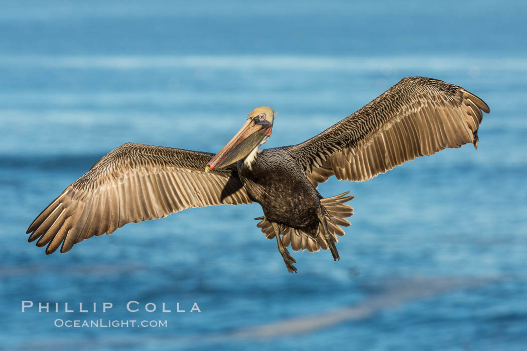 Brown pelican in flight. The wingspan of the brown pelican is over 7 feet wide. The California race of the brown pelican holds endangered species status. In winter months, breeding adults assume a dramatic plumage. La Jolla, USA, Pelecanus occidentalis, Pelecanus occidentalis californicus, natural history stock photograph, photo id 28357