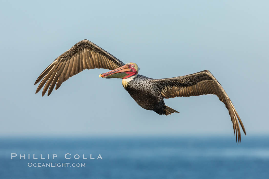 Brown pelican in flight, over the ocean, Pelecanus occidentalis, Pelecanus occidentalis californicus, La Jolla, California