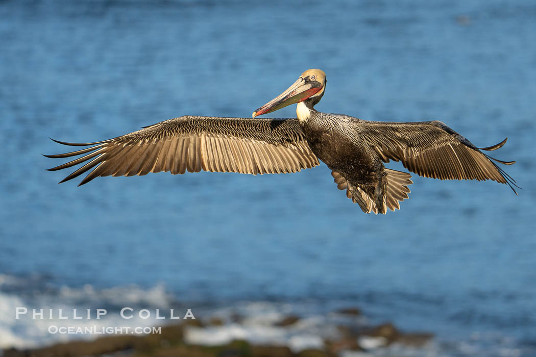 Brown pelican in flight. Adult winter breeding plumage. Brown pelicans were formerly an endangered species. In 1972, the United States Environmental Protection Agency banned the use of DDT in part to protect bird species like the brown pelican . Since that time, populations of pelicans have recovered and expanded. The recovery has been so successful that brown pelicans were taken off the endangered species list in 2009. La Jolla, California, USA, Pelecanus occidentalis, Pelecanus occidentalis californicus, natural history stock photograph, photo id 40009