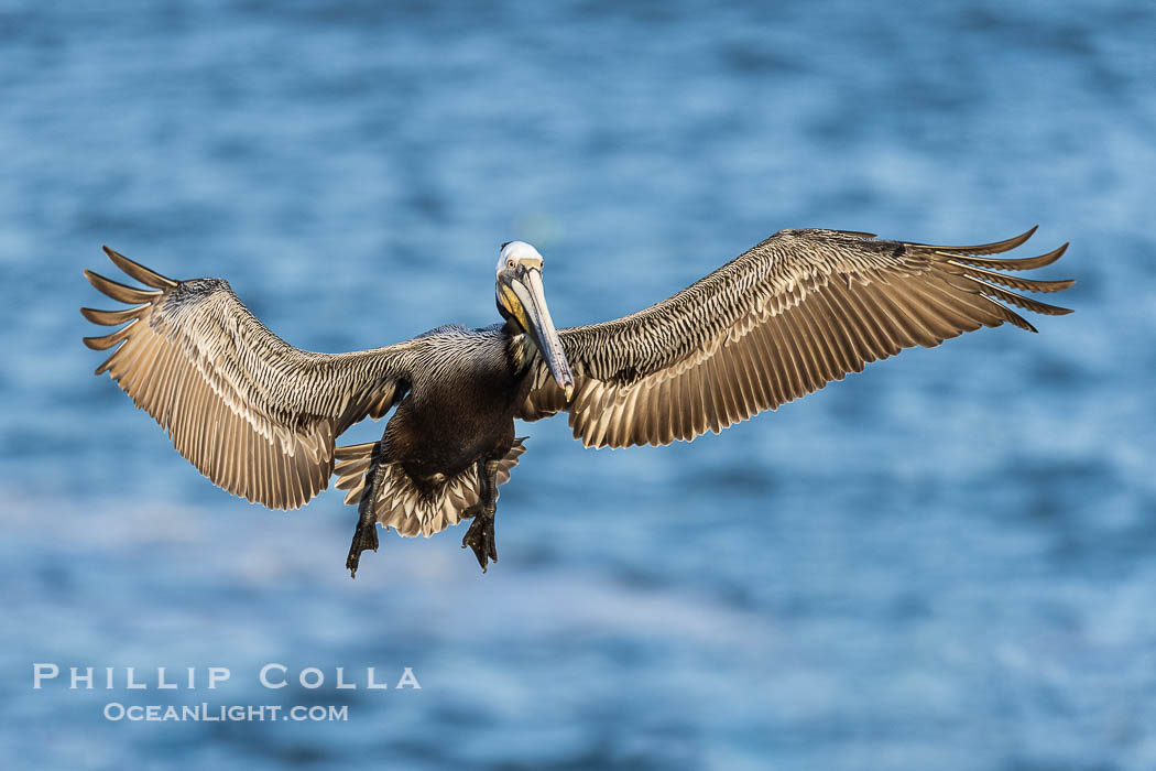 California Brown pelican in flight, La Jolla, wings outstretched, spreading wings wide to slow in anticipation of landing on seacliffs. Adult winter breeding plumage colors. USA, Pelecanus occidentalis, Pelecanus occidentalis californicus, natural history stock photograph, photo id 38922