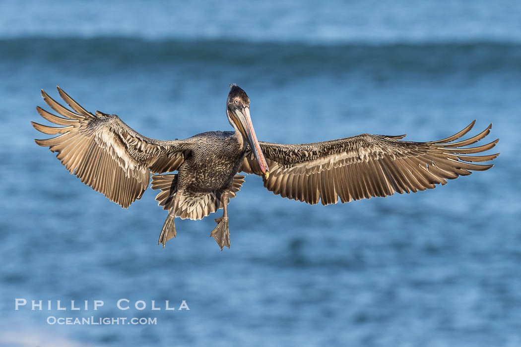 California Brown pelican in flight, La Jolla, wings outstretched, spreading wings wide to slow in anticipation of landing on seacliffs. Immature winter plumage colors. USA, Pelecanus occidentalis, Pelecanus occidentalis californicus, natural history stock photograph, photo id 38927