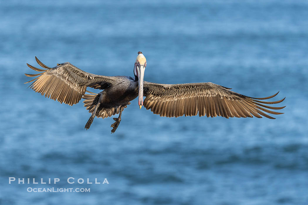 California Brown pelican in flight, La Jolla, wings outstretched, spreading wings wide to slow in anticipation of landing on seacliffs. Adult winter breeding plumage colors., Pelecanus occidentalis, Pelecanus occidentalis californicus, natural history stock photograph, photo id 38925