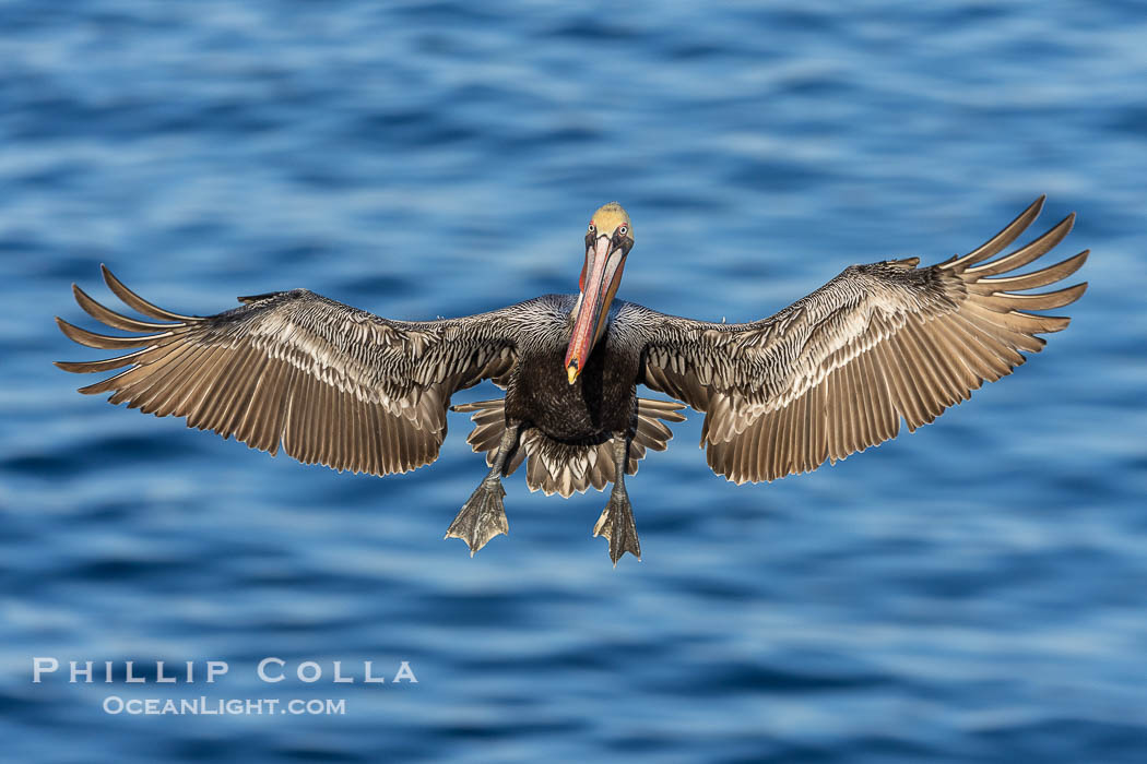 Brown pelican in flight with wings spread wide, flying directly at the camera, slowing to land on ocean seacliffs, La Jolla. California, USA, Pelecanus occidentalis, Pelecanus occidentalis californicus, natural history stock photograph, photo id 38672