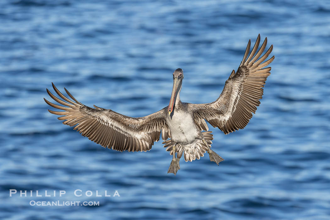 Brown pelican in flight with wings spread wide, slowing as it returns from the ocean to land on seacliffs, juvenile plumage. La Jolla, California, USA, Pelecanus occidentalis, Pelecanus occidentalis californicus, natural history stock photograph, photo id 38615