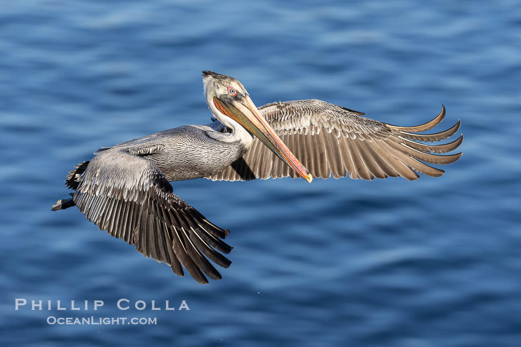 Brown pelican in flight with wings braking as it turns over the ocean. La Jolla, California, USA, Pelecanus occidentalis, Pelecanus occidentalis californicus, natural history stock photograph, photo id 38673