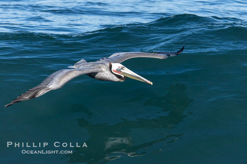 California race of Brown pelican flying over waves and the surf, adult winter breeding plumage., Pelecanus occidentalis, Pelecanus occidentalis californicus, natural history stock photograph, photo id 38942