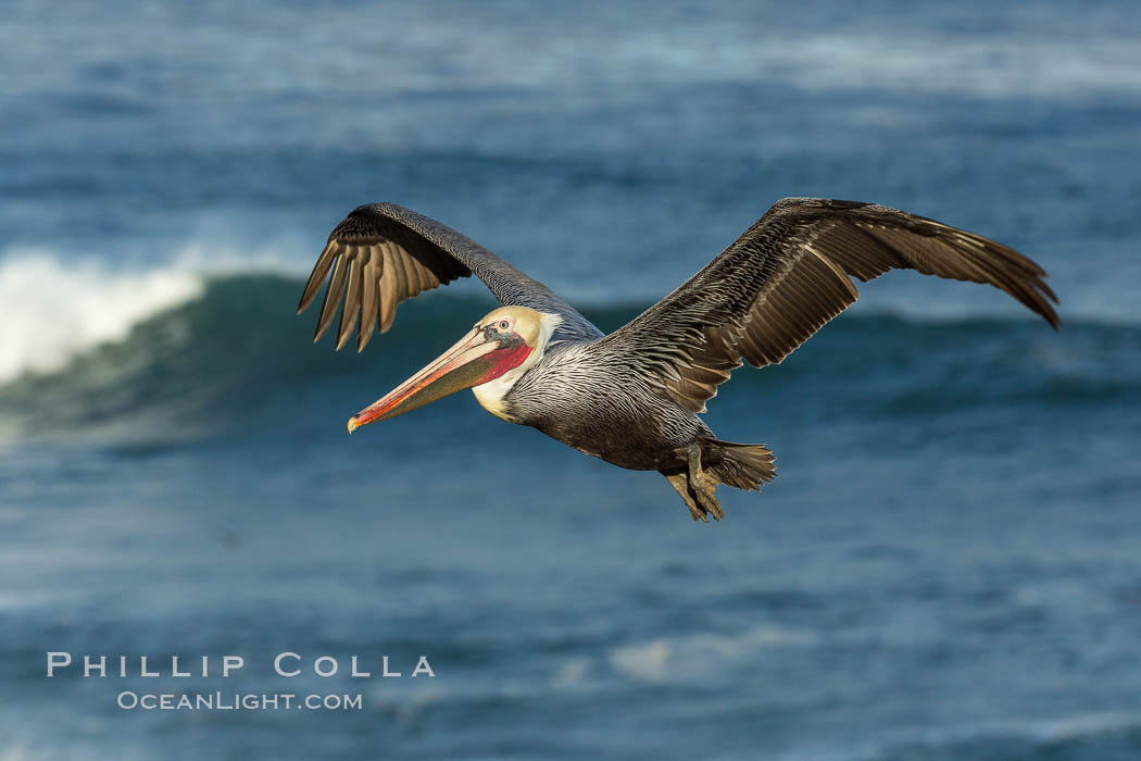 Brown pelican flying over waves and the surf. La Jolla, California, USA, Pelecanus occidentalis, Pelecanus occidentalis californicus, natural history stock photograph, photo id 30186