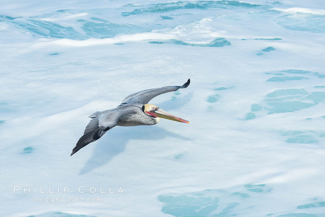 Brown pelican flying over waves and the surf. La Jolla, California, USA, Pelecanus occidentalis, Pelecanus occidentalis californicus, natural history stock photograph, photo id 30194