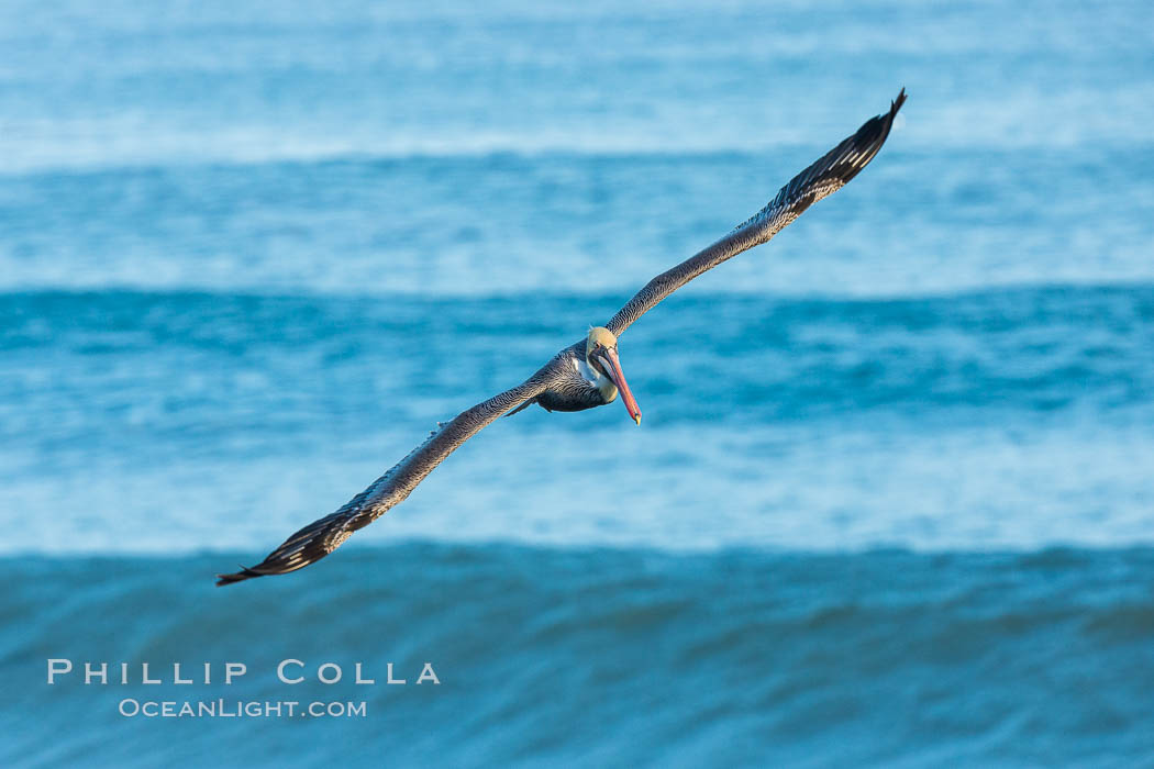 Brown pelican flying over waves and the surf, Pelecanus occidentalis, Pelecanus occidentalis californicus, La Jolla, California