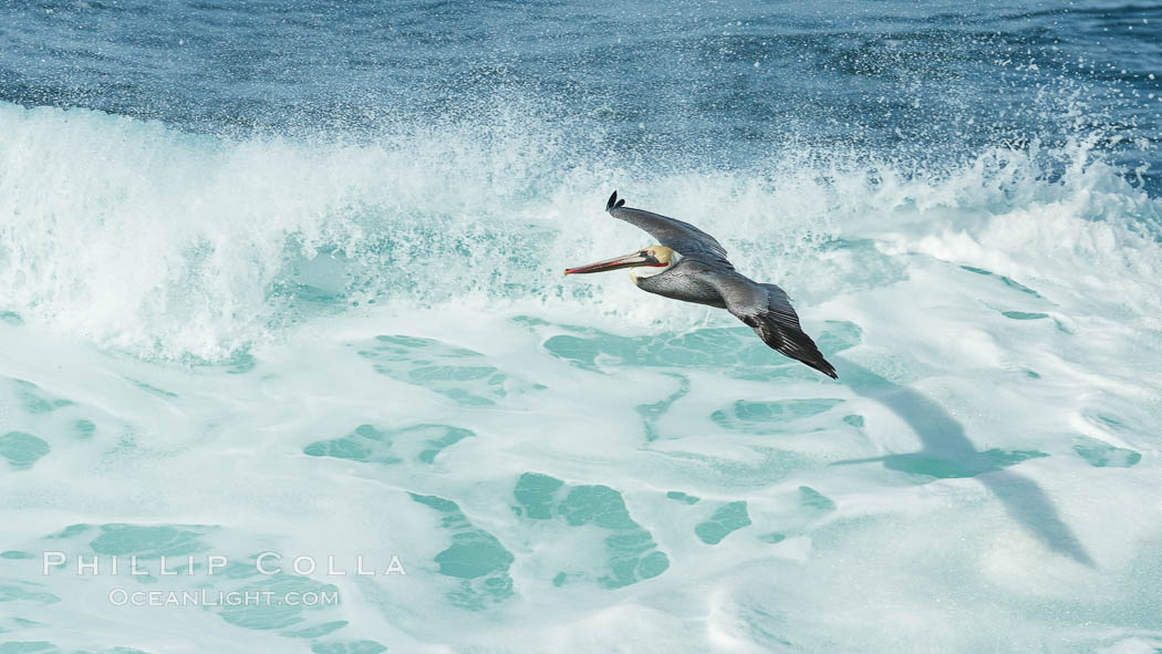 Brown pelican flying over waves and the surf. La Jolla, California, USA, Pelecanus occidentalis, Pelecanus occidentalis californicus, natural history stock photograph, photo id 30199