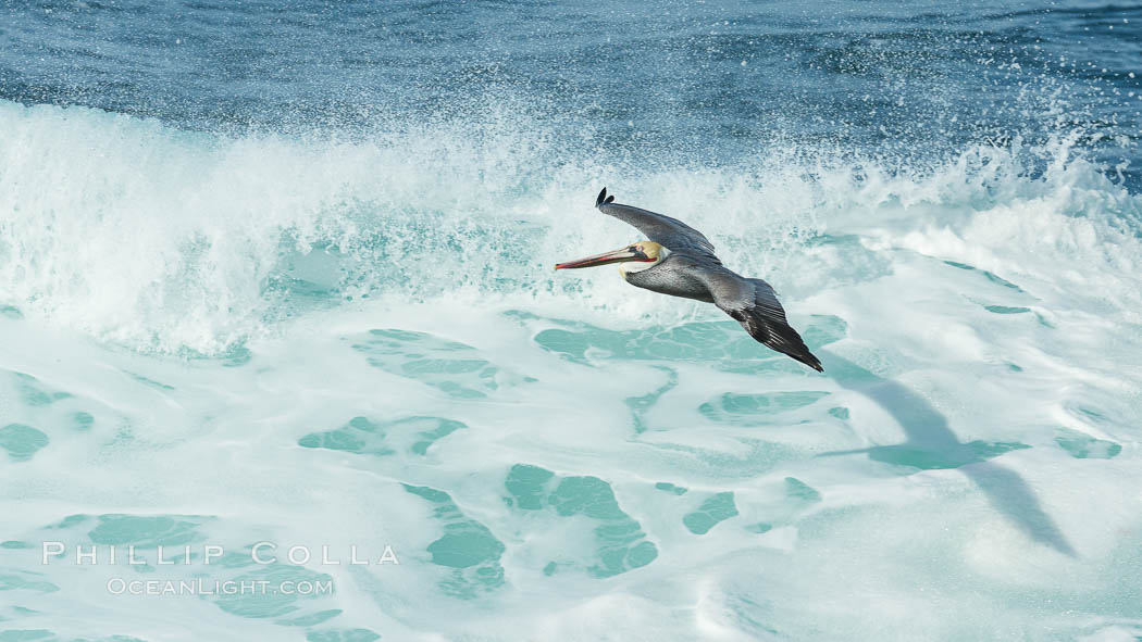 Brown pelican flying over waves and the surf, Pelecanus occidentalis, Pelecanus occidentalis californicus, La Jolla, California