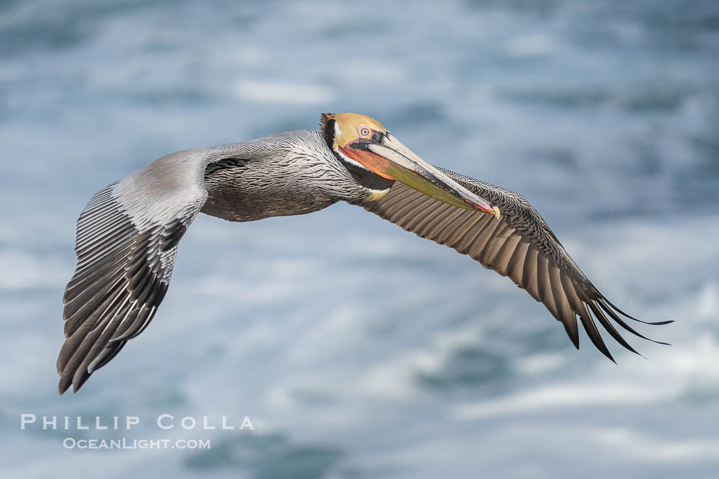 Brown Pelican Flying with Wings Spread Wide in Front of a Whitewash Ocean., Pelecanus occidentalis californicus, Pelecanus occidentalis, natural history stock photograph, photo id 40108