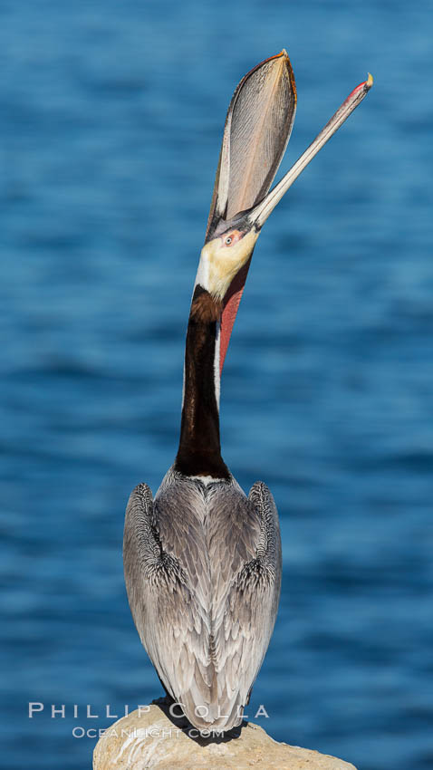 Brown pelican head throw. During a bill throw, the pelican arches its neck back, lifting its large bill upward and stretching its throat pouch. La Jolla, California, USA, Pelecanus occidentalis, Pelecanus occidentalis californicus, natural history stock photograph, photo id 28998