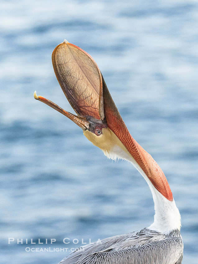 Brown pelican head throw in soft pre-sunrise light, adult winter non-breeding plumage, Pelecanus occidentalis, Pelecanus occidentalis californicus, La Jolla, California