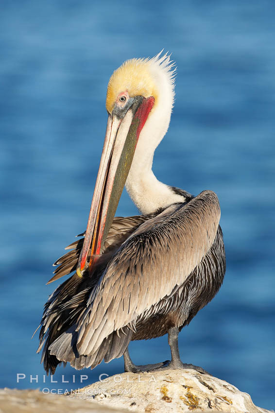 A brown pelican preening, reaching with its beak to the uropygial gland (preen gland) near the base of its tail.  Preen oil from the uropygial gland is spread by the pelican's beak and back of its head to all other feathers on the pelican, helping to keep them water resistant and dry.  Adult winter non-breeding plumage showing white hindneck and red gular throat pouch. La Jolla, California, USA, Pelecanus occidentalis, Pelecanus occidentalis californicus, natural history stock photograph, photo id 18054