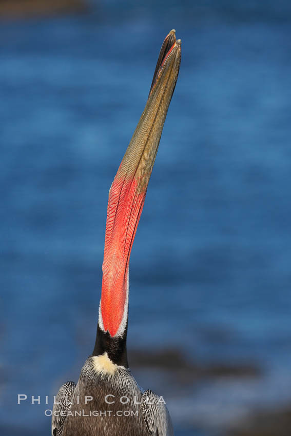 Brown pelican head throw showing red gular throat pouch.  During a bill throw, the pelican arches its neck back, lifting its large bill upward and stretching its throat pouch. La Jolla, California, USA, Pelecanus occidentalis, Pelecanus occidentalis californicus, natural history stock photograph, photo id 18238