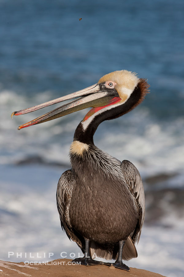 Portrait of California brown pelican, with the characteristic winter mating plumage shown: red throat, yellow head and dark brown hindneck., Pelecanus occidentalis, Pelecanus occidentalis californicus, natural history stock photograph, photo id 23662
