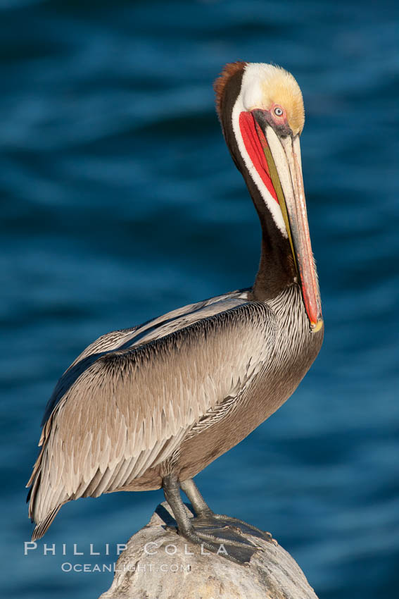 California brown pelican, showing characteristic winter plumage including red/olive throat, brown hindneck, yellow and white head colors, Pelecanus occidentalis, Pelecanus occidentalis californicus, La Jolla