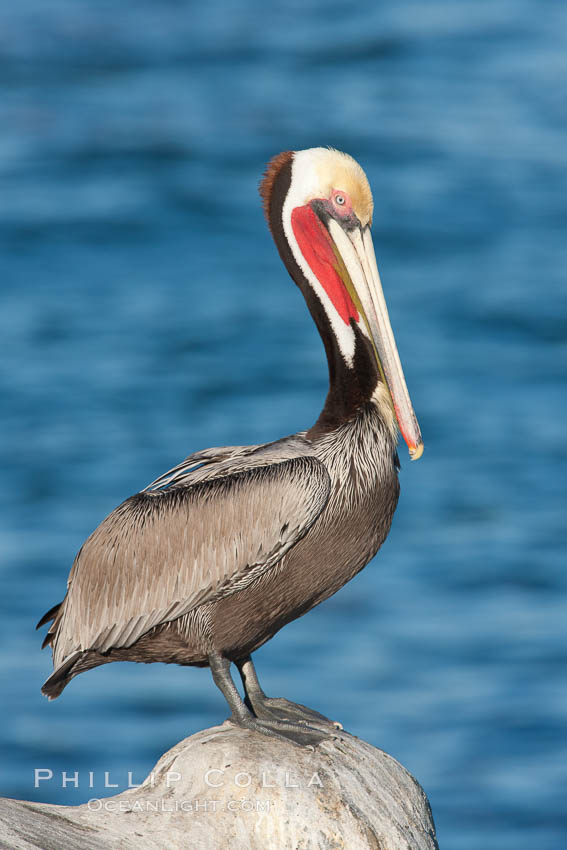 California brown pelican, showing characteristic winter plumage including red/olive throat, brown hindneck, yellow and white head colors, Pelecanus occidentalis californicus, La Jolla