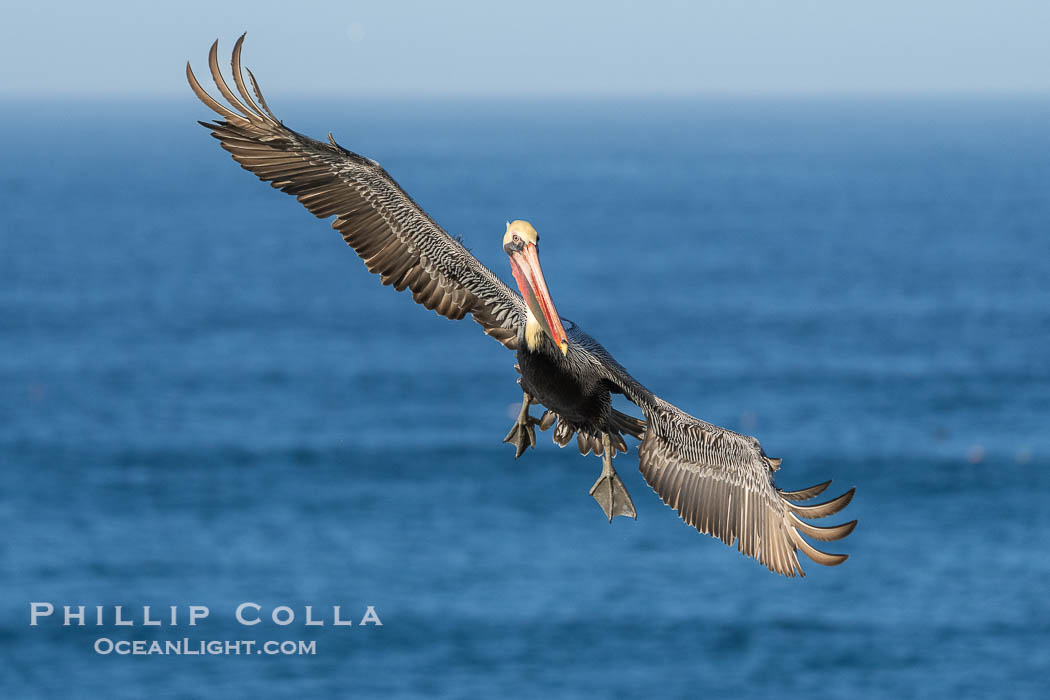 A California Brown Pelican flying over the Pacific Ocean, spreads its large wings wide to slow down as it banks, turns in midair, to land on seacliffs in La Jolla. Winter adult non-breeding plumage. USA, Pelecanus occidentalis californicus, Pelecanus occidentalis, natural history stock photograph, photo id 39791