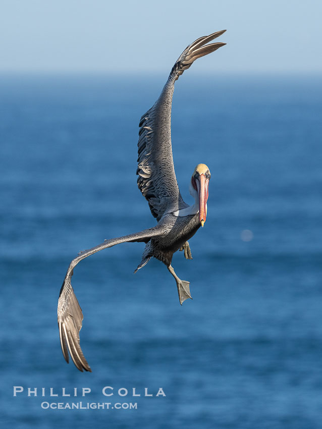A California Brown Pelican flying over the Pacific Ocean, spreads its large wings wide to slow down as it banks, turns in midair, to land on seacliffs in La Jolla. Winter adult non-breeding plumage. USA, Pelecanus occidentalis californicus, Pelecanus occidentalis, natural history stock photograph, photo id 39797