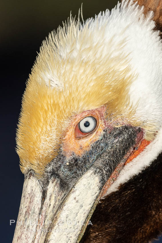 Brown pelican close up portrait, showing eye and transition from plumage to beak, with winter yellow and white head feathers as well as pink skin coloration around the eye. La Jolla, California, USA, Pelecanus occidentalis, Pelecanus occidentalis californicus, natural history stock photograph, photo id 36851