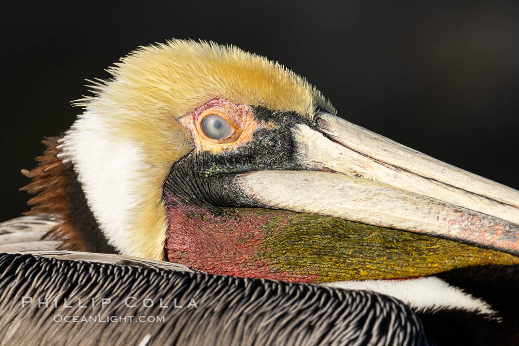 Brown pelican nictitating membrane, a translucent membrane that forms an inner eyelid in birds, reptiles, and some mammals. It can be drawn across the eye to protect it while diving in the ocean, from sand and dust and keep it moist. La Jolla, California, USA, Pelecanus occidentalis, Pelecanus occidentalis californicus, natural history stock photograph, photo id 36718