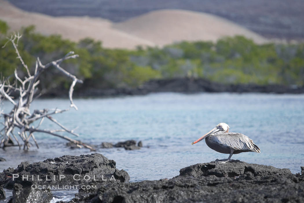 Brown pelican. North Seymour Island, Galapagos Islands, Ecuador, Pelecanus occidentalis, natural history stock photograph, photo id 16542