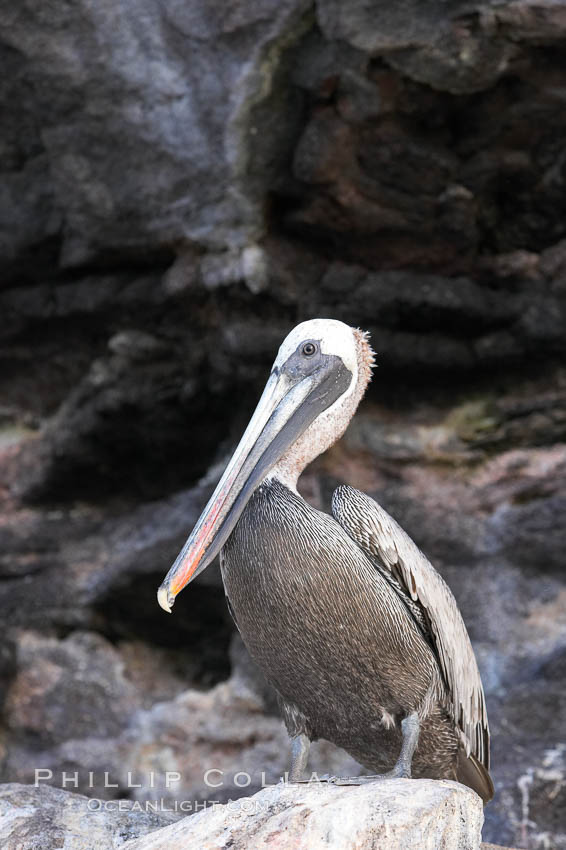 Brown pelican. North Seymour Island, Galapagos Islands, Ecuador, Pelecanus occidentalis, natural history stock photograph, photo id 16545