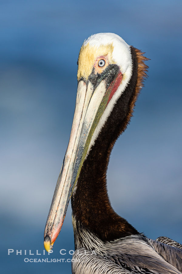 Portrait of California brown pelican, with the characteristic winter mating plumage shown: red throat, yellow head and dark brown hindneck., Pelecanus occidentalis, Pelecanus occidentalis californicus, natural history stock photograph, photo id 37842