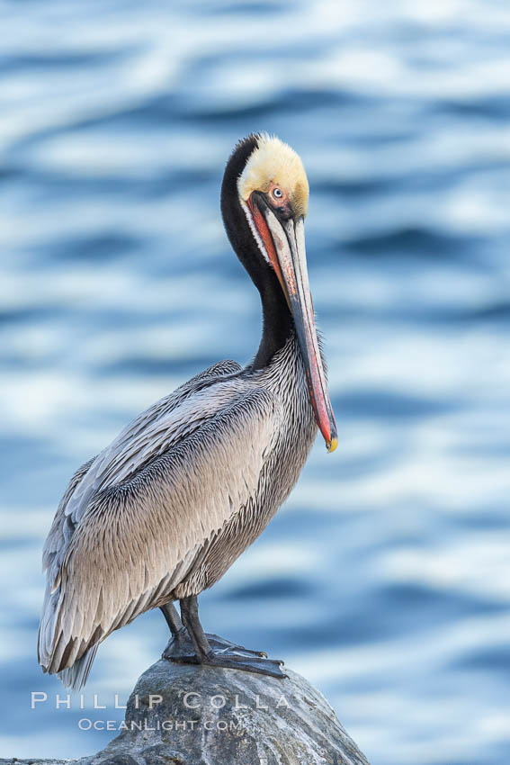 Portrait of California brown pelican, with the characteristic winter mating plumage shown: red throat, yellow head and dark brown hindneck, Pelecanus occidentalis, Pelecanus occidentalis californicus, La Jolla