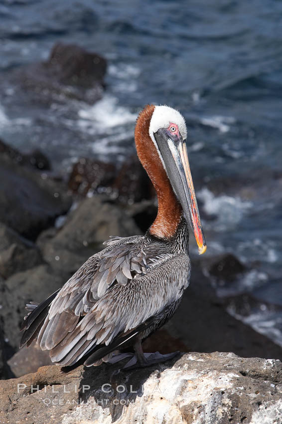 Brown pelican. North Seymour Island, Galapagos Islands, Ecuador, Pelecanus occidentalis, natural history stock photograph, photo id 16544