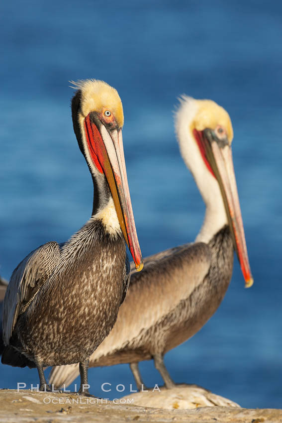 Brown pelicans, breeding plumage (left) and non-breeding adult (right), sunrise.  This large seabird has a wingspan over 7 feet wide. The California race of the brown pelican holds endangered species status, due largely to predation in the early 1900s and to decades of poor reproduction caused by DDT poisoning.  In winter months, breeding adults assume a dramatic plumage with brown neck, yellow and white head and bright red gular throat pouch. La Jolla, USA, Pelecanus occidentalis, Pelecanus occidentalis californicus, natural history stock photograph, photo id 18048