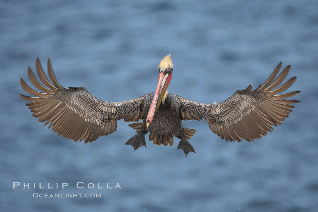 California brown pelican spreads its wings wide as it slows before landing on seacliffs, Pelecanus occidentalis, Pelecanus occidentalis californicus, La Jolla