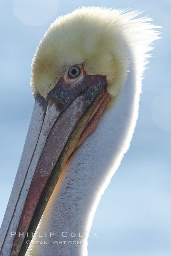 Brown pelican, plumage transitioning into breeding colors. Bolsa Chica State Ecological Reserve, Huntington Beach, California, USA, Pelecanus occidentalis, Pelecanus occidentalis californicus, natural history stock photograph, photo id 19908