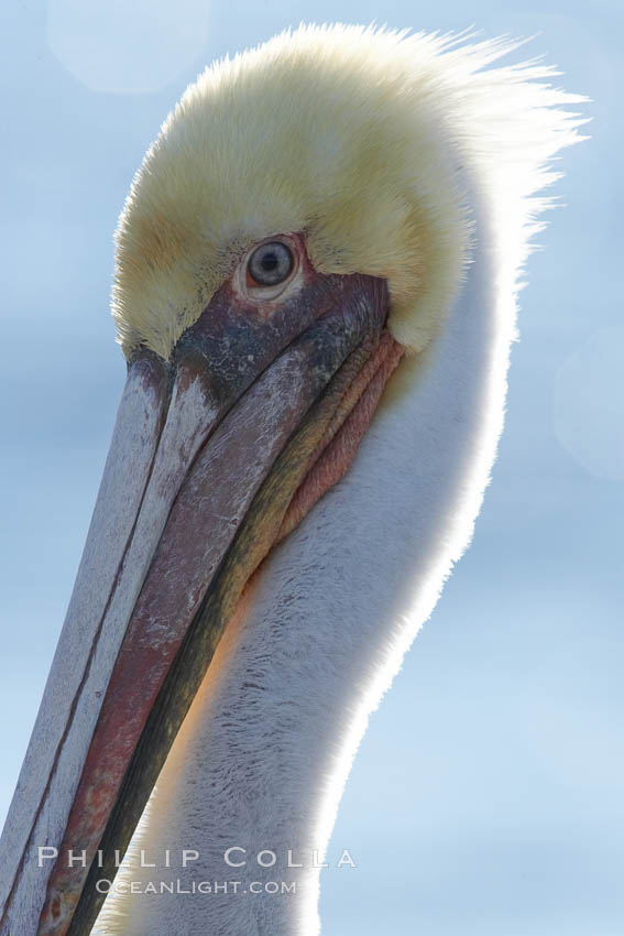 Brown pelican, plumage transitioning into breeding colors. Bolsa Chica State Ecological Reserve, Huntington Beach, California, USA, Pelecanus occidentalis, Pelecanus occidentalis californicus, natural history stock photograph, photo id 19908