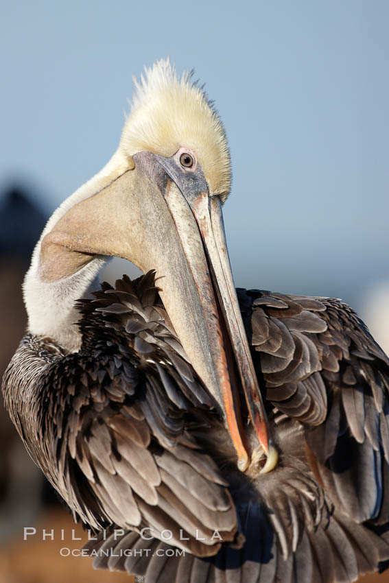 A brown pelican preening, reaching with its beak to the uropygial gland (preen gland) near the base of its tail. Preen oil from the uropygial gland is spread by the pelican's beak and back of its head to all other feathers on the pelican, helping to keep them water resistant and dry, Pelecanus occidentalis, Pelecanus occidentalis californicus, La Jolla, California