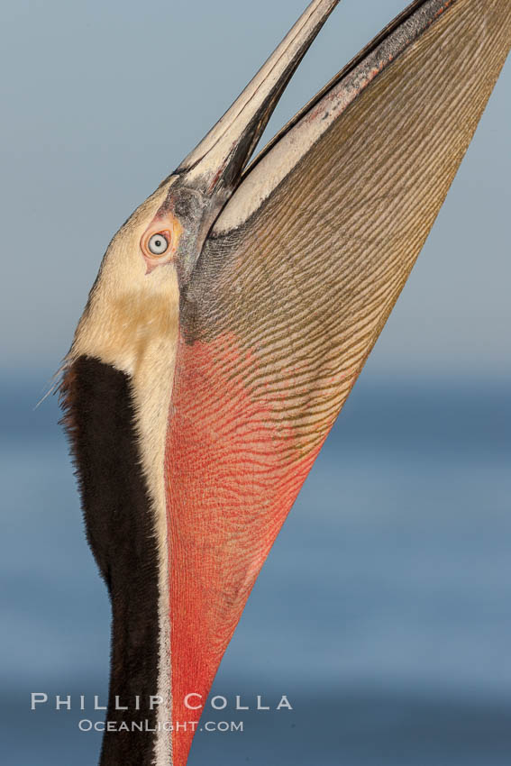 Brown pelican stretches its neck, to keep its throat pouch limber. The characteristic winter mating plumage of the California race of brown pelican is shown, with deep red gular throat, yellow head and dark brown hindneck, Pelecanus occidentalis, Pelecanus occidentalis californicus, La Jolla