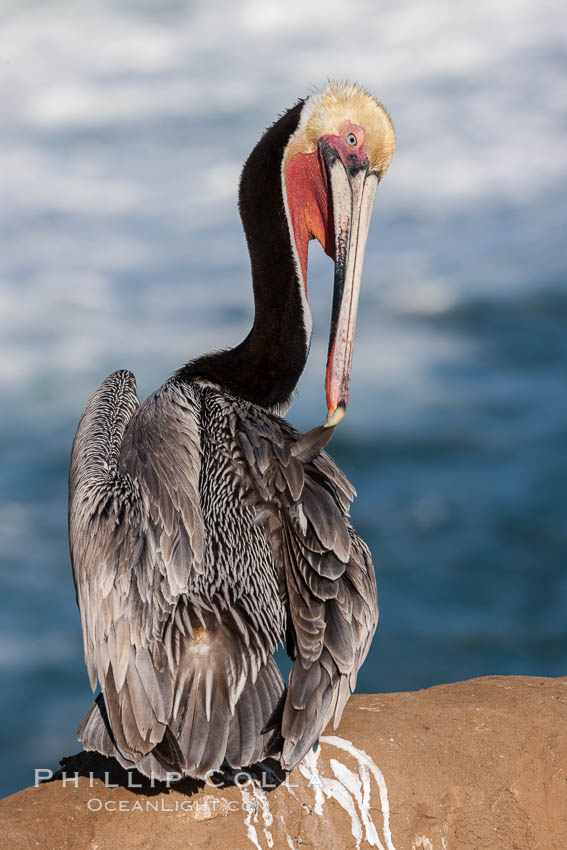 Brown pelican preening, reaching with its beak to the uropygial gland (preen gland) near the base of its tail.  Preen oil from the uropygial gland is spread by the pelican's beak and back of its head to all other feathers on the pelican, helping to keep them water resistant and dry. La Jolla, California, USA, Pelecanus occidentalis, Pelecanus occidentalis californicus, natural history stock photograph, photo id 23676