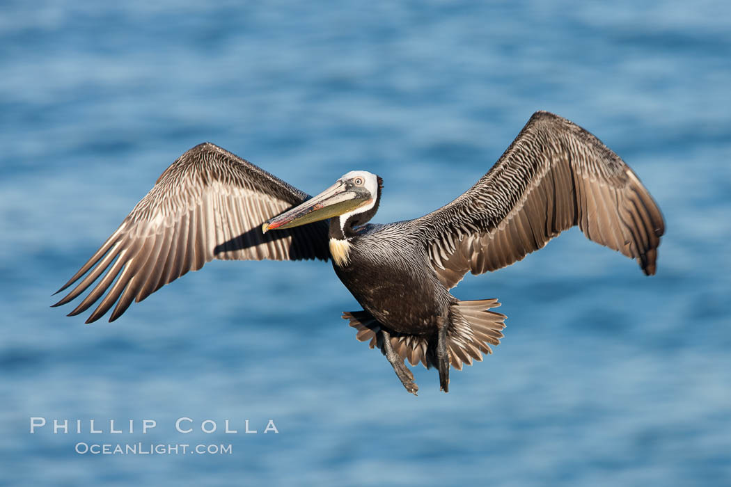 California brown pelican in flight, Pelecanus occidentalis, Pelecanus occidentalis californicus, La Jolla