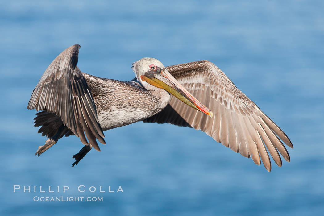 California brown pelican in flight, Pelecanus occidentalis, Pelecanus occidentalis californicus, La Jolla