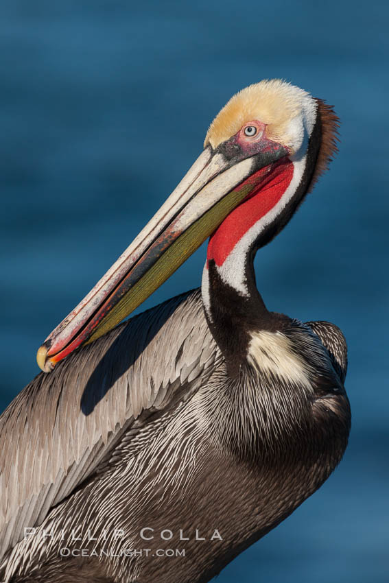 California brown pelican, showing characteristic winter plumage including red/olive throat, brown hindneck, yellow and white head colors. La Jolla, USA, Pelecanus occidentalis, Pelecanus occidentalis californicus, natural history stock photograph, photo id 26464