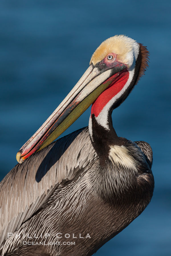 California brown pelican, showing characteristic winter plumage including red/olive throat, brown hindneck, yellow and white head colors., Pelecanus occidentalis, Pelecanus occidentalis californicus, natural history stock photograph, photo id 26464