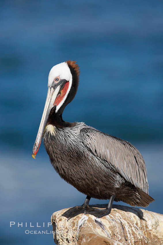 Brown pelican.  This large seabird has a wingspan over 7 feet wide. The California race of the brown pelican holds endangered species status, due largely to predation in the early 1900s and to decades of poor reproduction caused by DDT poisoning.  In winter months, breeding adults assume a dramatic plumage with brown neck, yellow and white head and bright red gular throat pouch, Pelecanus occidentalis, Pelecanus occidentalis californicus, La Jolla