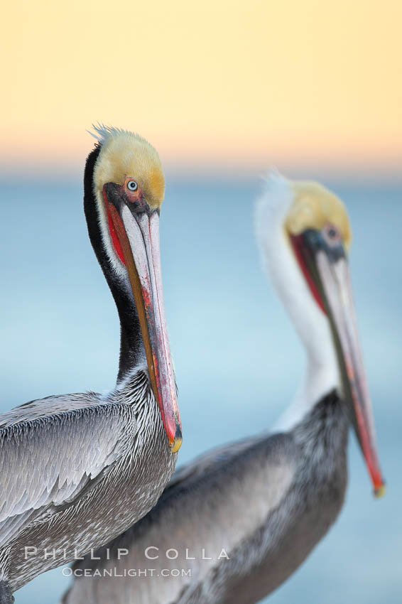 Brown pelicans, breeding plumage (left) and non-breeding adult (right), sunrise. This large seabird has a wingspan over 7 feet wide. The California race of the brown pelican holds endangered species status, due largely to predation in the early 1900s and to decades of poor reproduction caused by DDT poisoning. In winter months, breeding adults assume a dramatic plumage with brown neck, yellow and white head and bright red gular throat pouch, Pelecanus occidentalis, Pelecanus occidentalis californicus, La Jolla