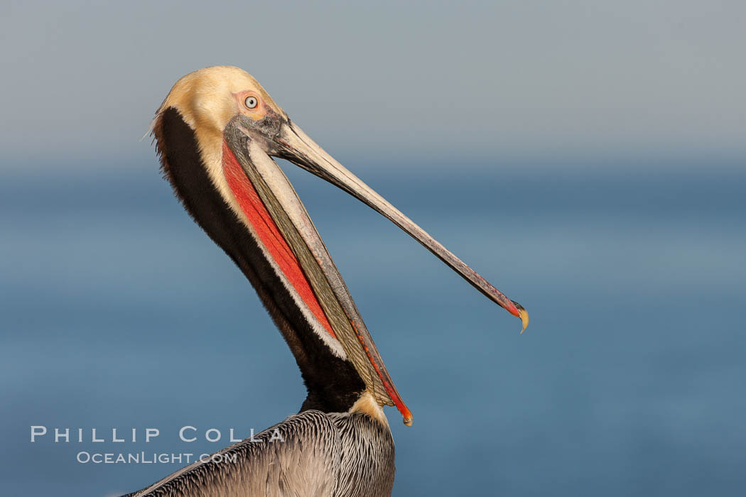 Portrait of California brown pelican, with the characteristic winter mating plumage shown: red throat, yellow head and dark brown hindneck. La Jolla, USA, Pelecanus occidentalis, Pelecanus occidentalis californicus, natural history stock photograph, photo id 23659