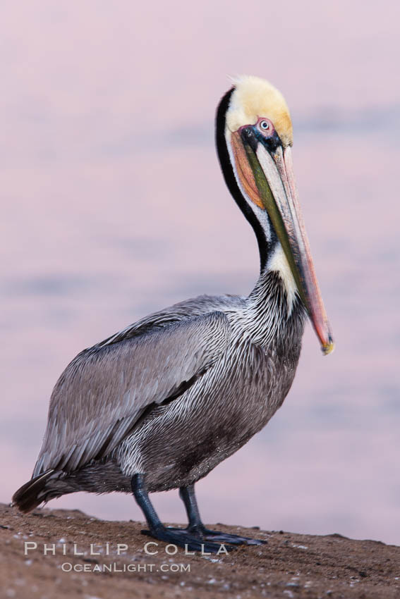 California brown pelican, pre-sunrise, Pelecanus occidentalis, Pelecanus occidentalis californicus, La Jolla