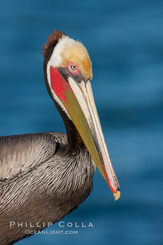 California brown pelican, showing characteristic winter plumage including red/olive throat, brown hindneck, yellow and white head colors, Pelecanus occidentalis, Pelecanus occidentalis californicus, La Jolla
